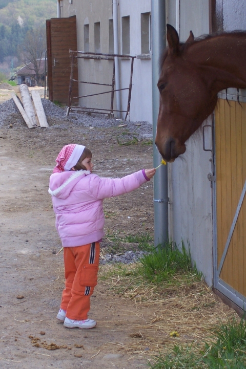 28.04.2010 - 2010-Návštěva dětí MŠ v hřebčíně v Kozlovicích
