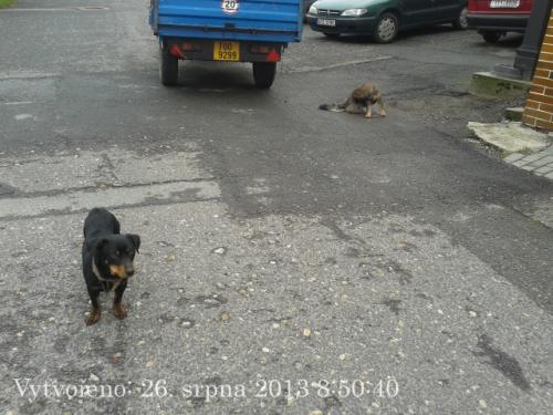 27.05.2012 - Poznáte své psy?