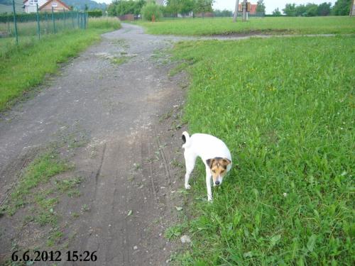 27.05.2012 - Poznáte své psy?